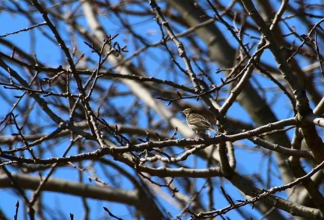 Copy (1) of IMG_0563b