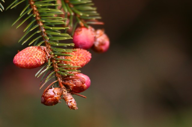 Copy (1) of IMG_0587