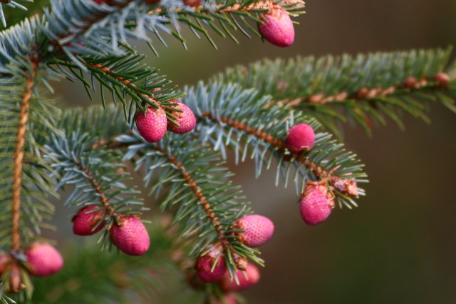 Copy (1) of IMG_0596