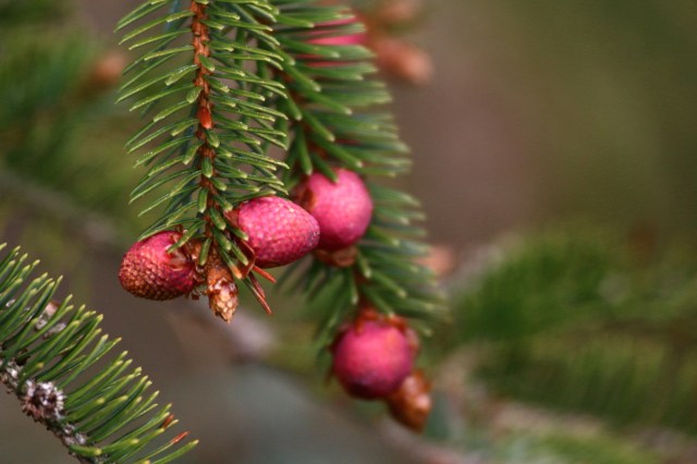 Copy (1) of IMG_0600