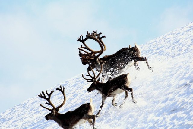 diktkonkurranse HA rein