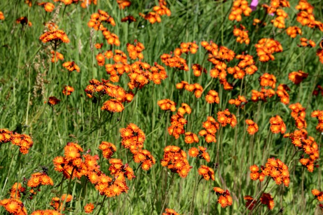 Copy (1) of IMG_3678