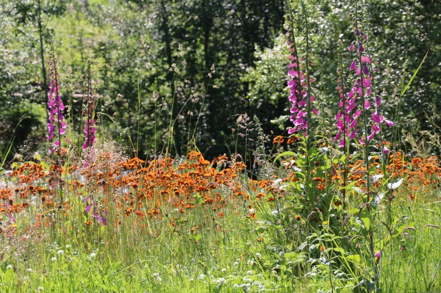 Copy (1) of IMG_3681