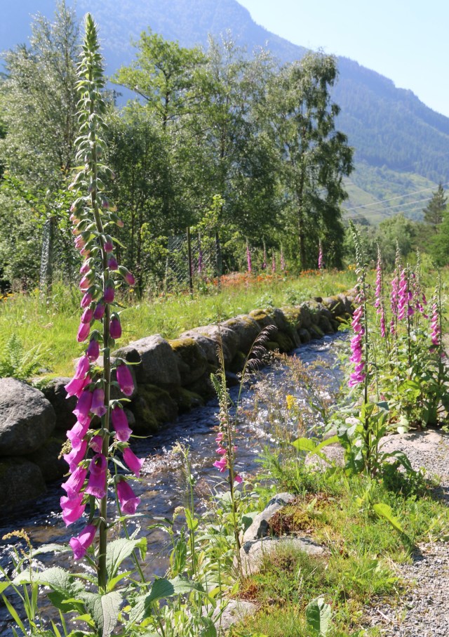 Copy (1) of IMG_3682