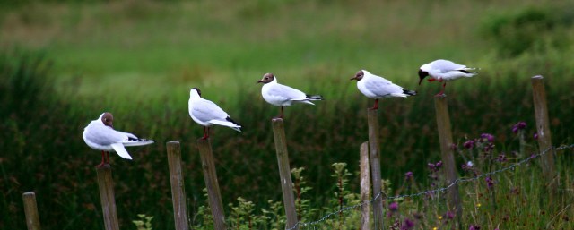 Copy (3) of IMG_3794b