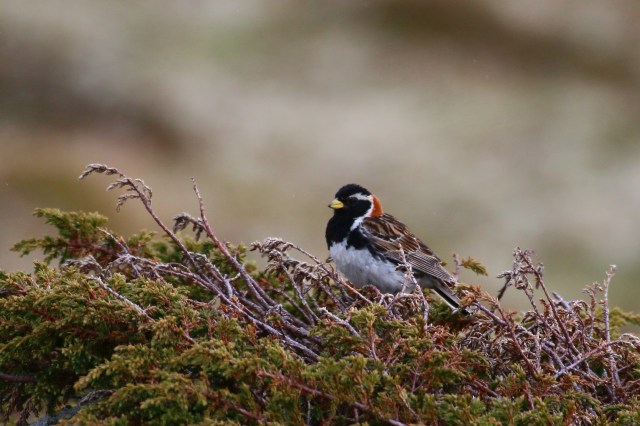 Copy (1) of IMG_4266b