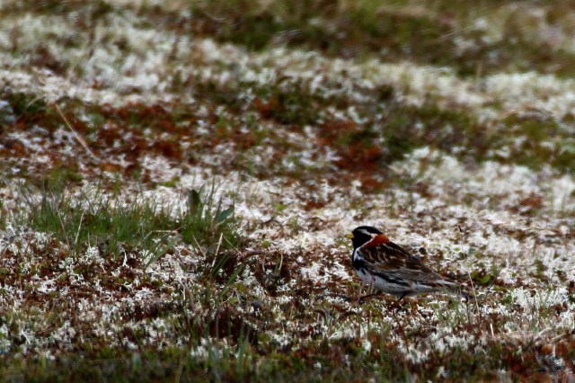 Copy (1) of IMG_4282b