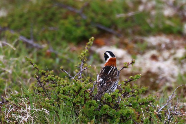 Copy (1) of IMG_4465b