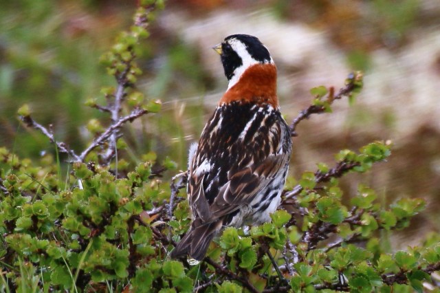 Copy (1) of IMG_4465d