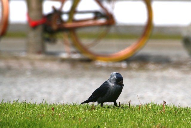 Copy (1) of IMG_1609b