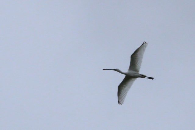 Copy (1) of IMG_0184b