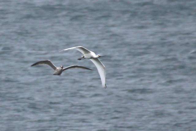 Copy (1) of IMG_0261b