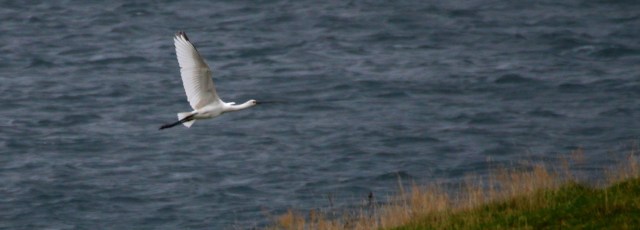 Copy (1) of IMG_0266c