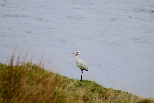 Copy (1) of IMG_0330