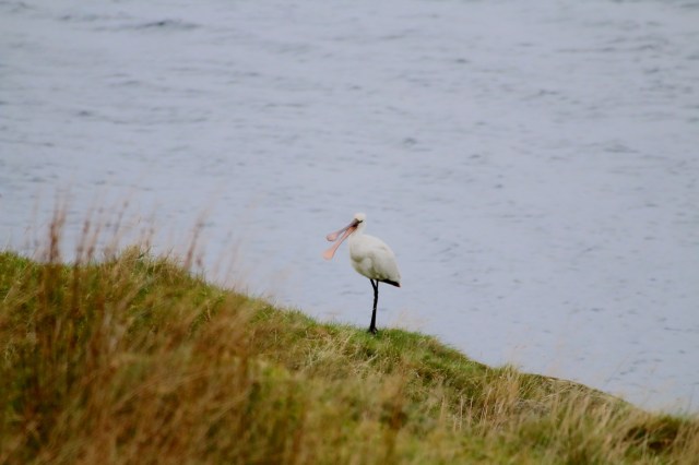 Copy (1) of IMG_0334