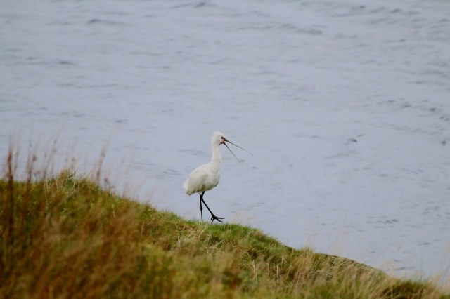 Copy (1) of IMG_0342