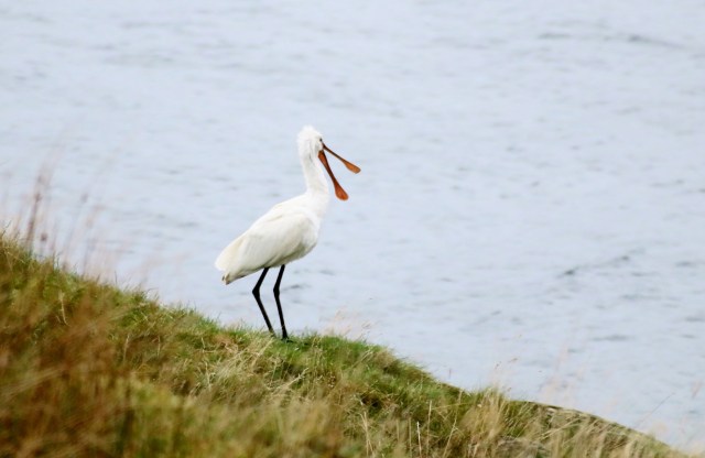 Copy (1) of IMG_0352b