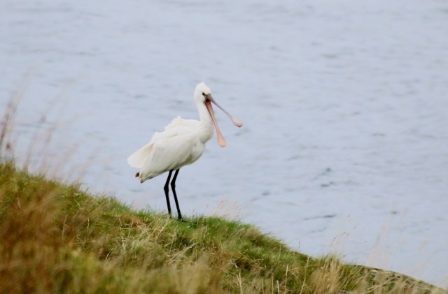 Copy (1) of IMG_0356b