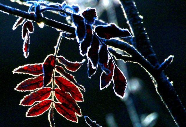 Copy (1) of IMG_1383