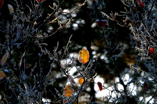 Copy (1) of IMG_1400