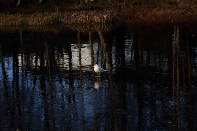 Copy (1) of IMG_2891