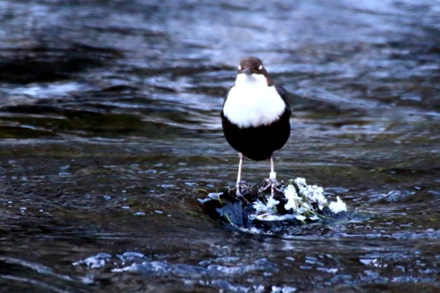 Copy (1) of IMG_3408