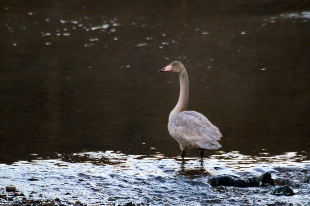 Copy (1) of IMG_3468