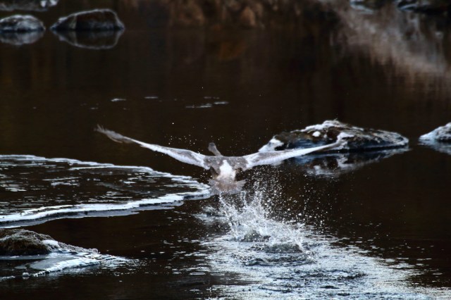 Copy (1) of IMG_3472