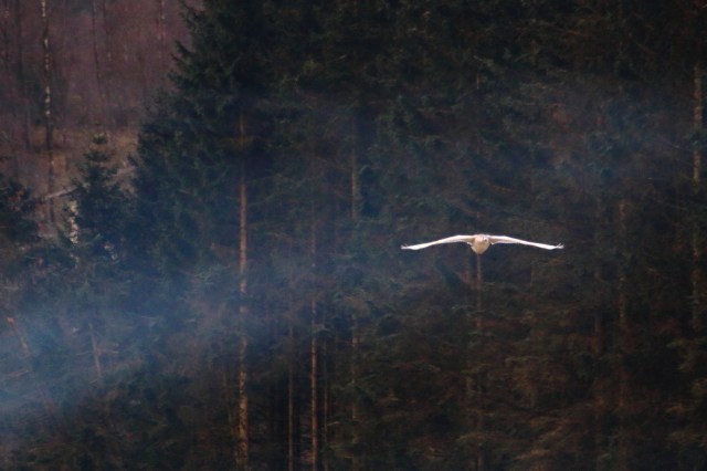 Copy (1) of IMG_3486