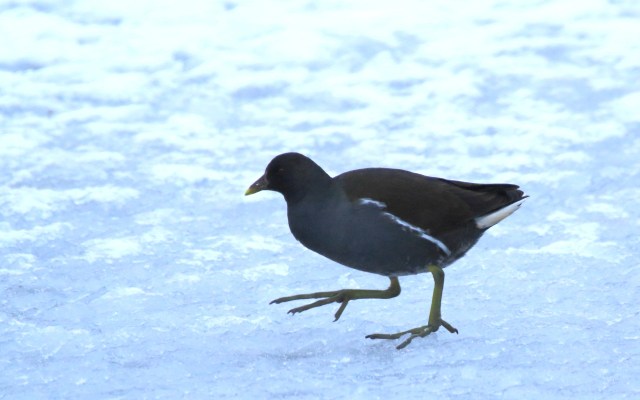 Copy (1) of IMG_3597