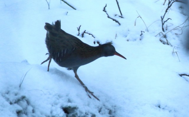 Copy (1) of IMG_3614