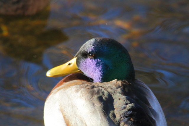 Copy (1) of IMG_3841