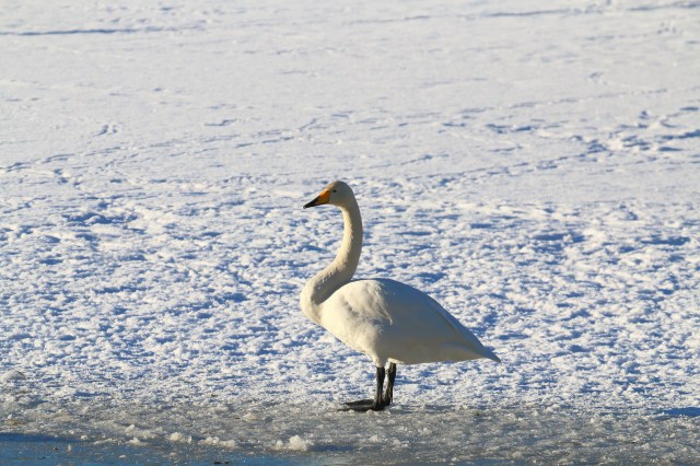 Copy (1) of IMG_3845