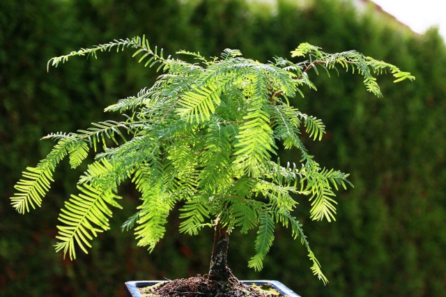 metasequoia2 _1