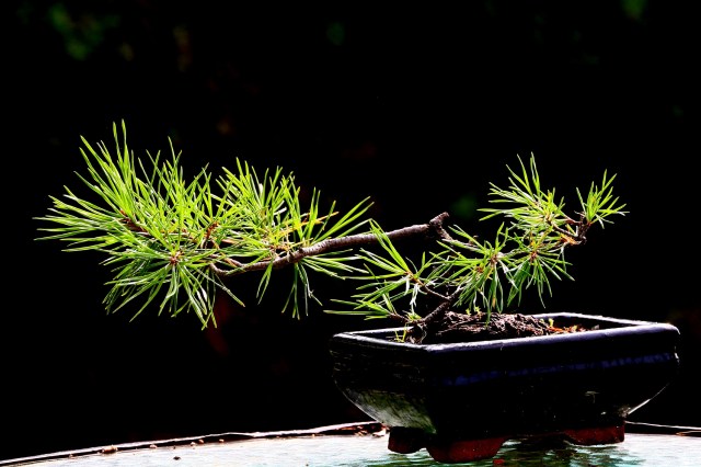 pinus sylvestris I _1
