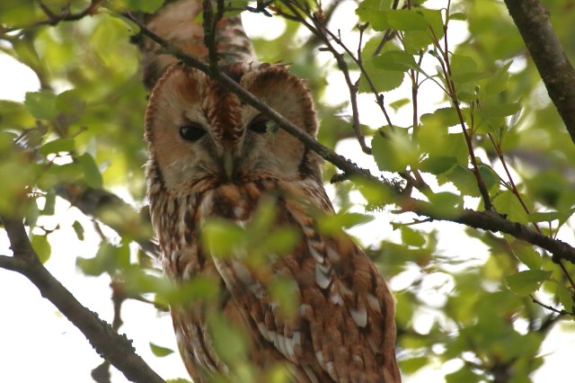 Copy (1) of IMG_9182