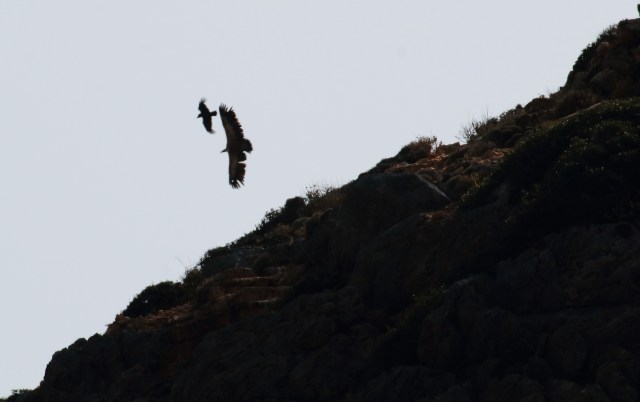 Gåsegribb jaget av ravn