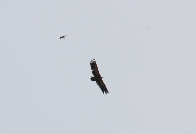 Gåsegribb forstyrret av tårnfalk