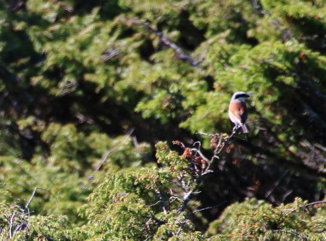 Copy (1) of IMG_0970