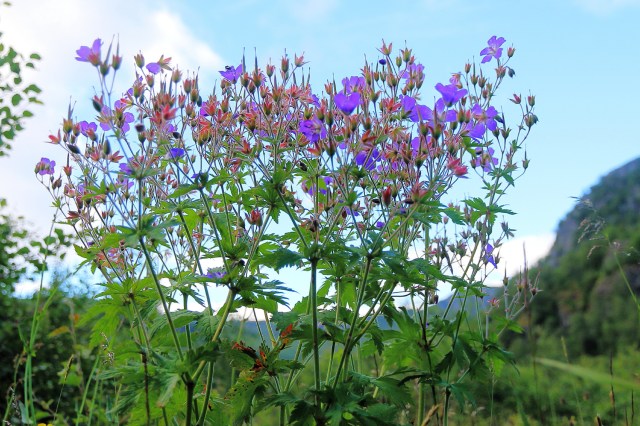 Copy (1) of IMG_3000