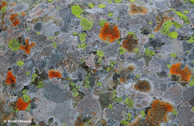 Copy (1) of IMG_4563