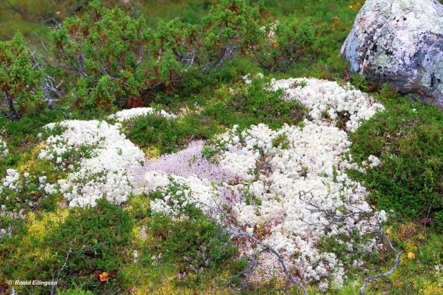 Copy (1) of IMG_4644