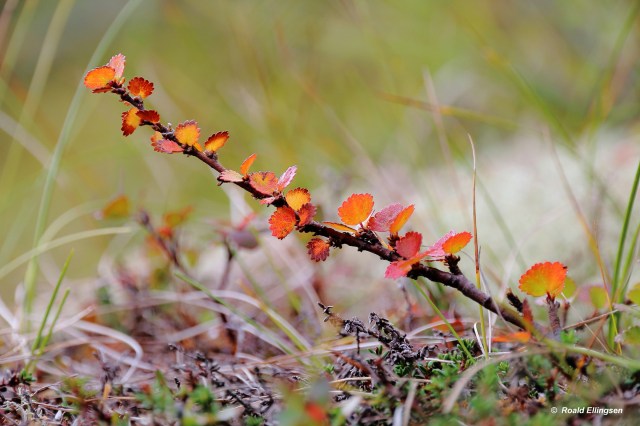 Copy (1) of IMG_4650